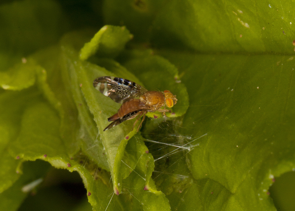 Acrotaenia