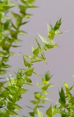 Hygroamblystegium humile