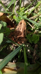 Discoglossus pictus