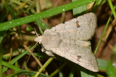Caradrina kadenii