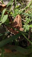Discoglossus pictus