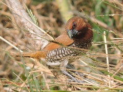 Lonchura punctulata