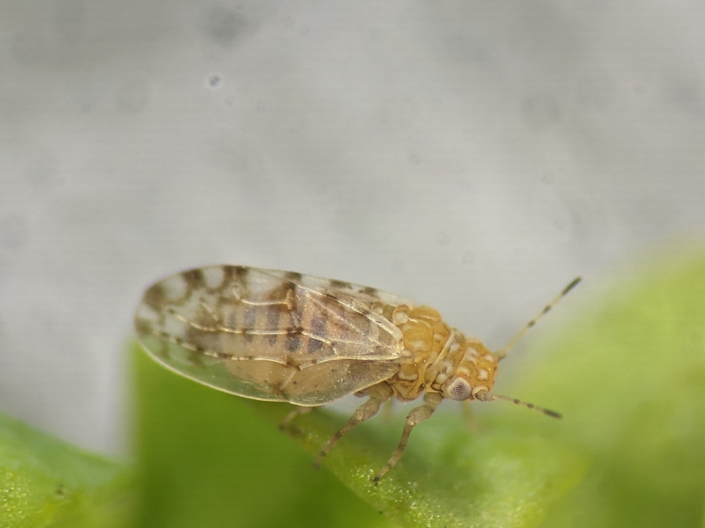 Agonoscena succincta