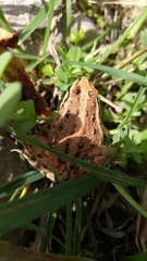 Discoglossus pictus
