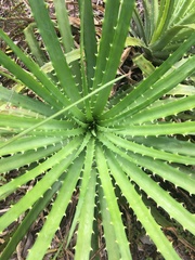 Dyckia