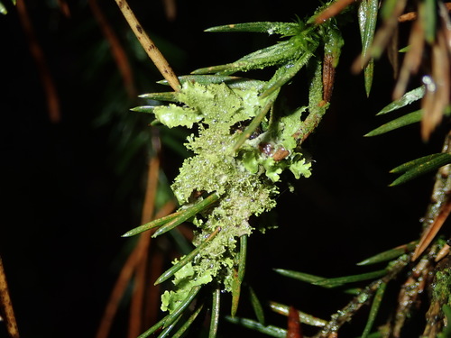 Lustrous Camouflage Lichen