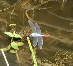 Planiplax erythropyga