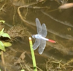 Planiplax erythropyga