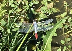 Planiplax erythropyga