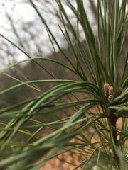 Chionaspis pinifoliae