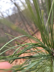Chionaspis pinifoliae