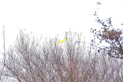 Emberiza citrinella