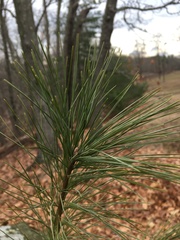 Chionaspis pinifoliae