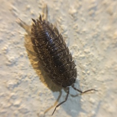 Porcellio spinicornis