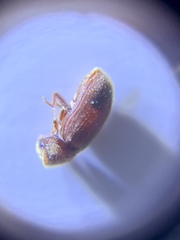 Stegobium