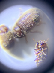 Stegobium