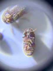 Stegobium