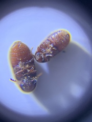 Stegobium