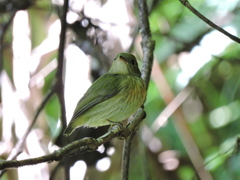 Machaeropterus striolatus