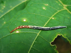 Geoplana pulchella