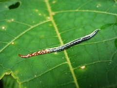 Geoplana pulchella