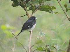 Sporophila luctuosa