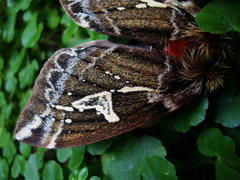 Dirphiopsis epiolina