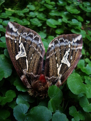 Dirphiopsis epiolina