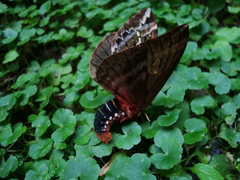 Dirphiopsis epiolina