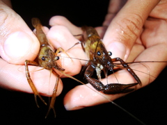 Macrobrachium olfersii