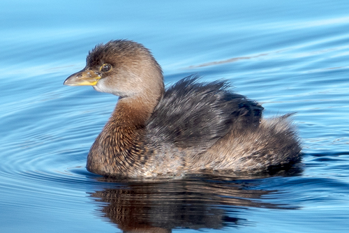 Zampullín picogrueso (Podilymbus podiceps)