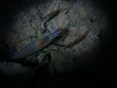 Macrobrachium potiuna