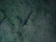 Macrobrachium potiuna