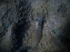 Macrobrachium potiuna