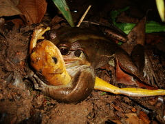 Leptodactylus paranaru