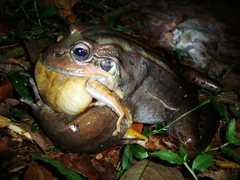 Leptodactylus paranaru