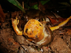 Leptodactylus paranaru