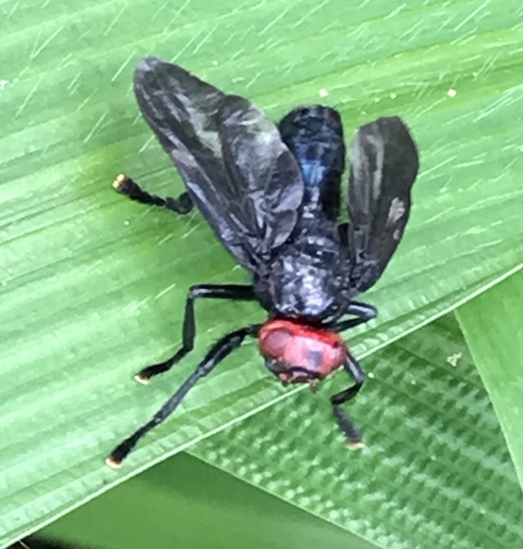 Red-headed Fly