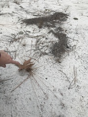 Bulbostylis ciliatifolia