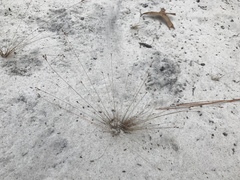 Bulbostylis ciliatifolia