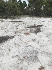 Bulbostylis ciliatifolia