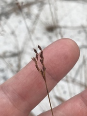 Bulbostylis ciliatifolia