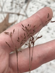 Bulbostylis ciliatifolia