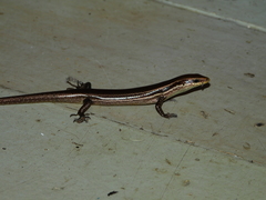 Varzea bistriata