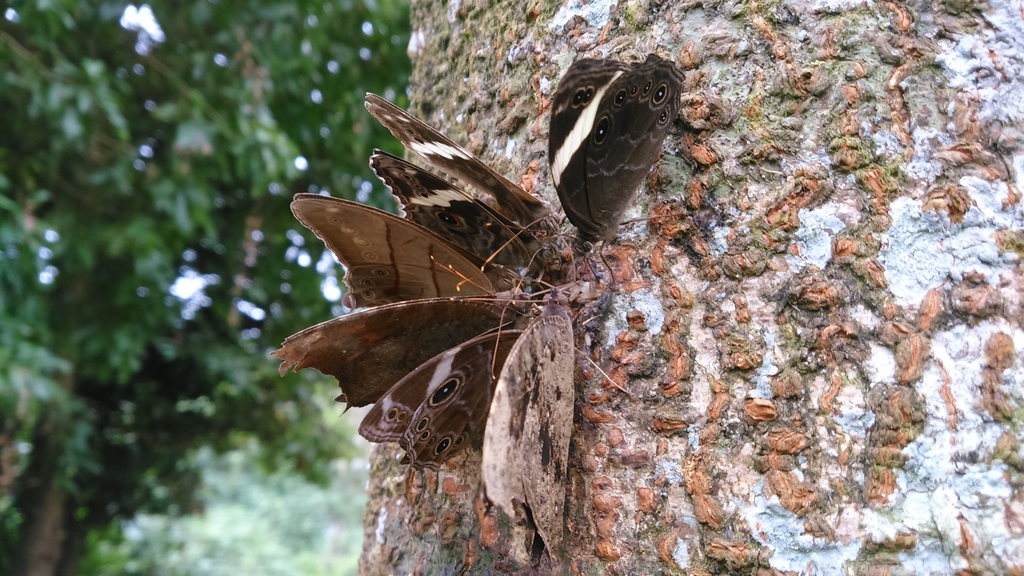 Common Tree Brown