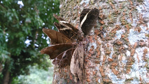 Common Tree Brown