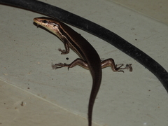 Varzea bistriata