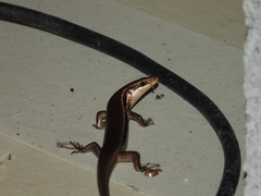 Varzea bistriata