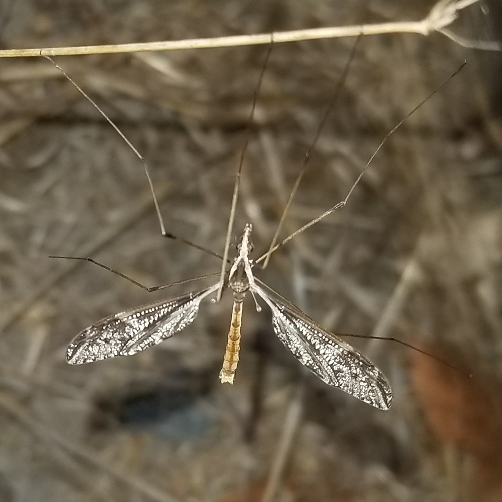 Tipula schizomera