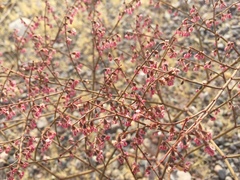 Eriogonum deflexum